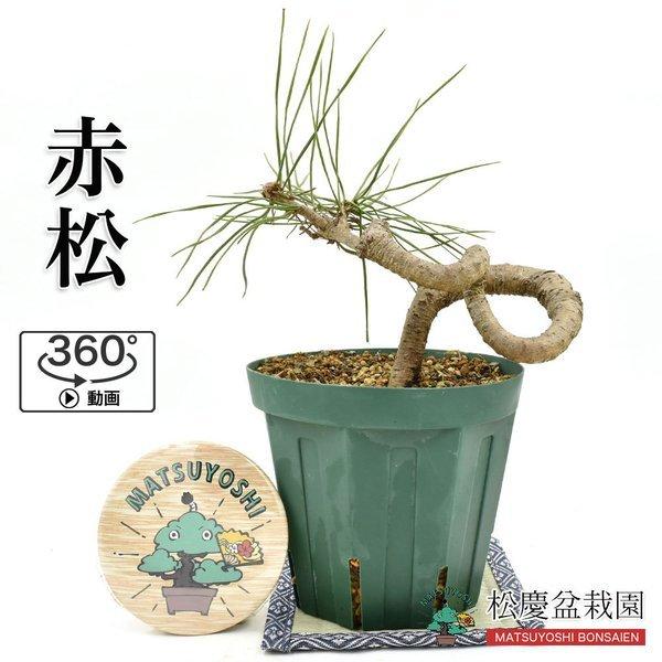 大品 盆栽用素材 数量物  bonsai 販売 数量物樹形お任せ  受賞店舗 12日まで全品POINT+5% 真柏