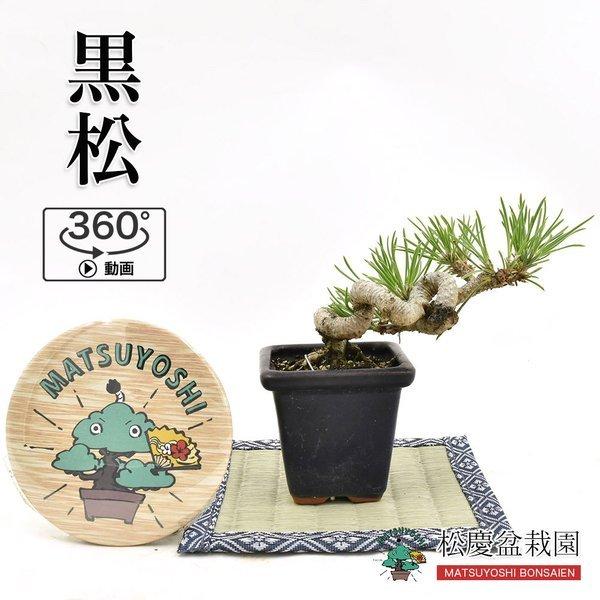 68 Off 倍 ストア 誰でも 5 ミニ盆栽 黒松 小品盆栽 Bonsai 現品販売