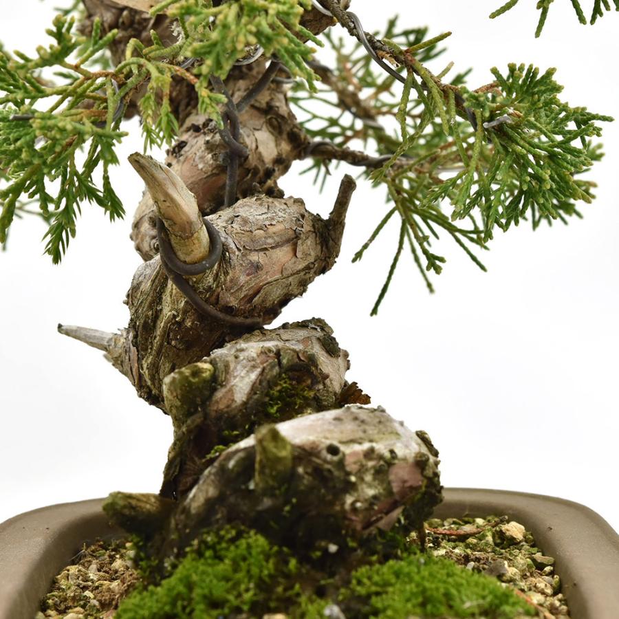 人気ブランド 盆栽 真柏 小品盆栽 しんぱく 現物販売 Bonsai 期間限定特価 Atempletonphoto Com