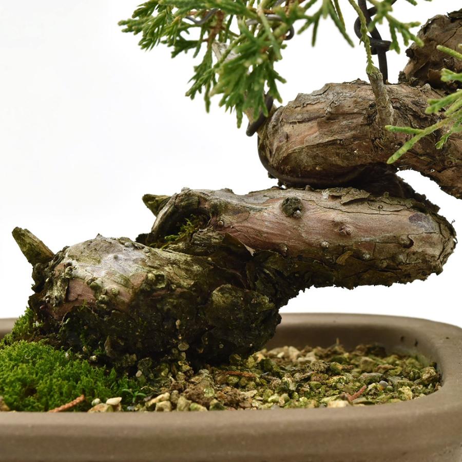 人気ブランド 盆栽 真柏 小品盆栽 しんぱく 現物販売 Bonsai 期間限定特価 Atempletonphoto Com