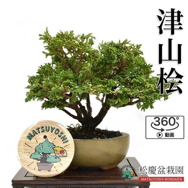 絶対一番安い 盆栽 小品盆栽 津山檜 ひのき 津山桧現物販売 Bonsai 360度動画付き 格安人気 Turningheadskennel Com