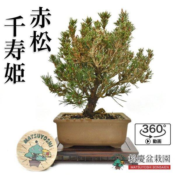 信頼 盆栽 赤松 千寿姫 中品 Bonsai 販売 最安値 Kuljic Com
