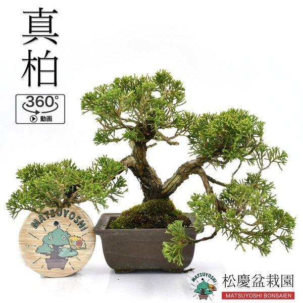 最適な価格 盆栽 真柏 ミニ盆栽 15年以上 かわいい ジン シャリ 現品 Bonsai 360動画 販売 交換無料 Zoetalentsolutions Com