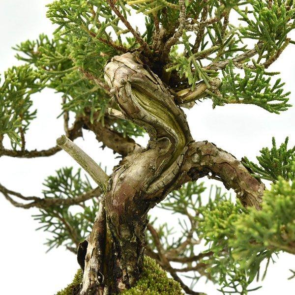 最適な価格 盆栽 真柏 ミニ盆栽 15年以上 かわいい ジン シャリ 現品 Bonsai 360動画 販売 交換無料 Zoetalentsolutions Com