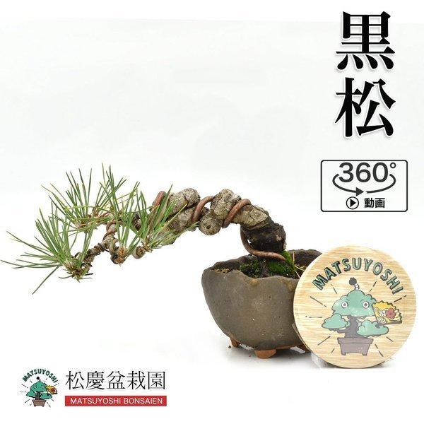 最安値に挑戦 盆栽 黒松 小品盆栽 ミニ盆栽 Bonsai 現品販売 送料無料 Turningheadskennel Com