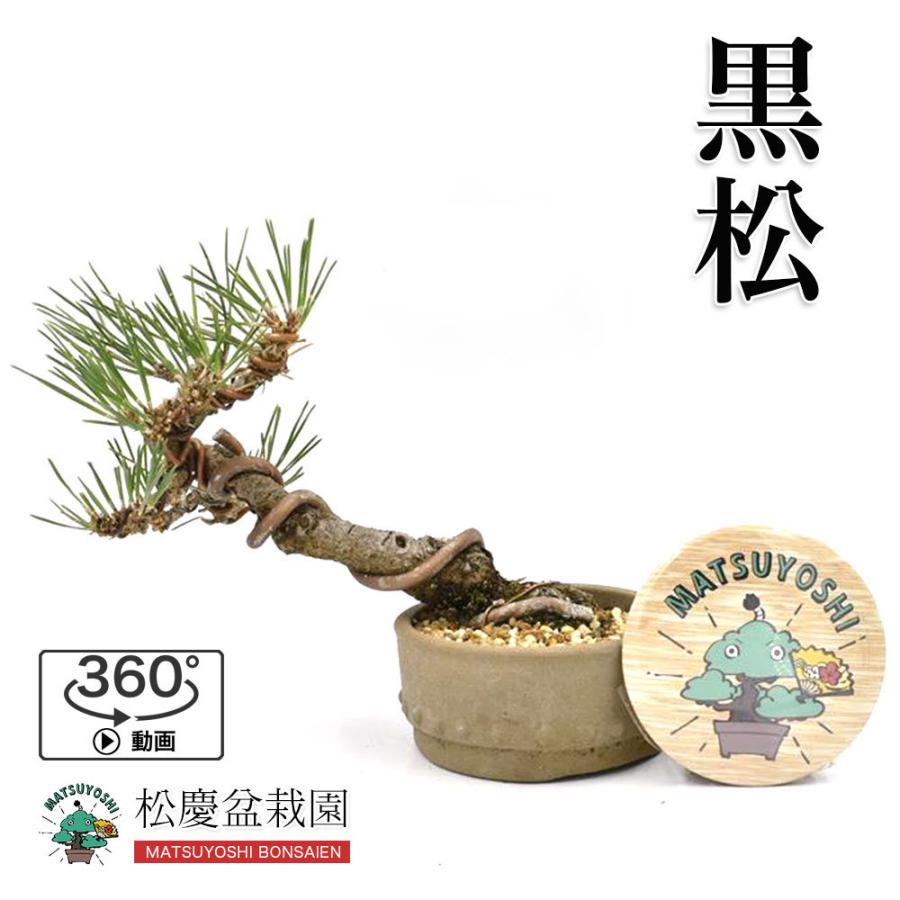 1年保証 倍 ストア 誰でも 5 盆栽 黒松 ミニ盆栽 小品盆栽 Bonsai 現品販売