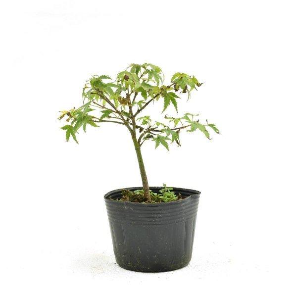 盆栽 清姫もみじ 盆栽用苗木 挿し木素材 対応 Bonsai 販売s 1902 松慶盆栽園 ヤフー店 通販 Yahoo ショッピング