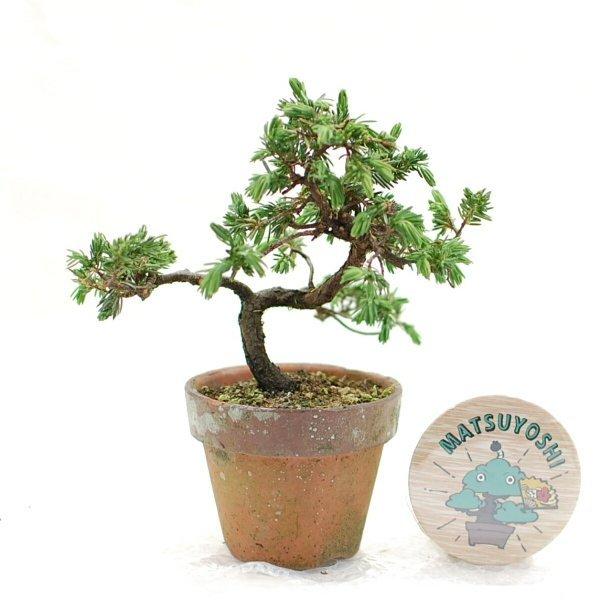 盆栽 高嶺杜松 トショウ 盆栽用苗木盆栽 素材としょう対応 Bonsai販売 1905 松慶盆栽園 ヤフー店 通販 Yahoo ショッピング