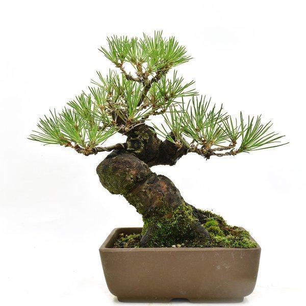 盆栽 松 小品盆栽 黒松 ミニ盆栽 松 Bonsai 松慶盆栽園 販売 ヤフー店の盆栽 643 松慶盆栽園 ヤフー店