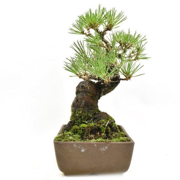 盆栽 松 小品盆栽 黒松 ミニ盆栽 松 Bonsai 松慶盆栽園 販売 ヤフー店の盆栽 643 松慶盆栽園 ヤフー店