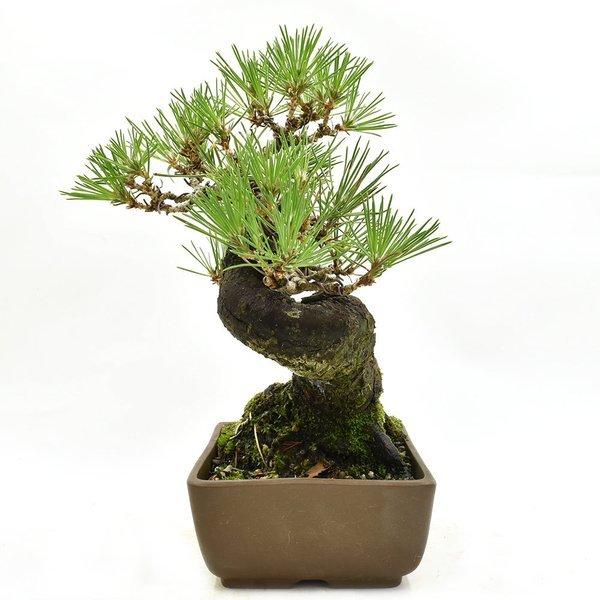 盆栽 松 小品盆栽 黒松 ミニ盆栽 松 Bonsai 松慶盆栽園 販売 ヤフー店の盆栽 643 松慶盆栽園 ヤフー店