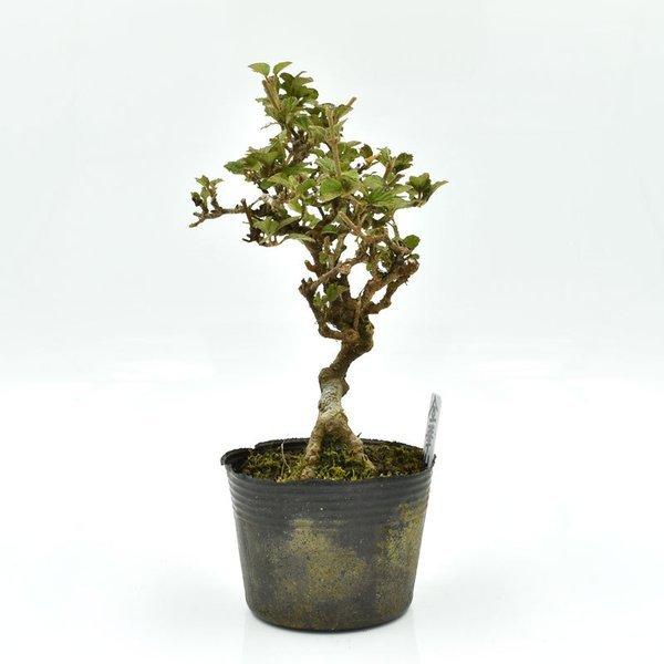 盆栽 松慶盆栽園 松 小品盆栽 松 黒松 ミニ盆栽 Bonsai ミニ盆栽 販売 645 松慶盆栽園 ヤフー店