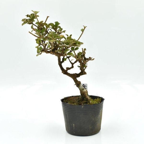 630円 最大88%OFFクーポン 盆栽 ツルウメモドキ 雄 盆栽用苗木 つるうめもどき bonsai 販売s91230