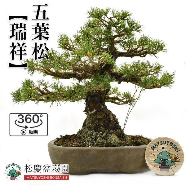 瑞祥 中品盆栽 盆栽 苔玉 盆栽 松慶盆栽園 649 松慶盆栽園 販売 盆栽 ヤフー店 360度動画付き 五葉松 Bonsai