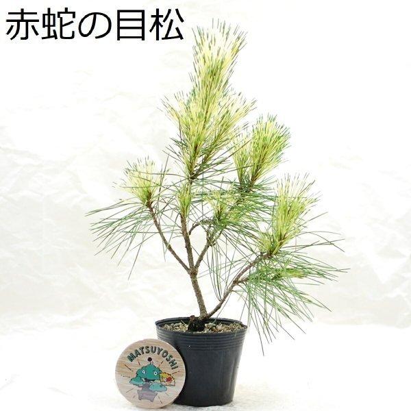 小品盆栽 bonsai 送料無料  春夏新作モデル 蛇の目松 ジャノメ松