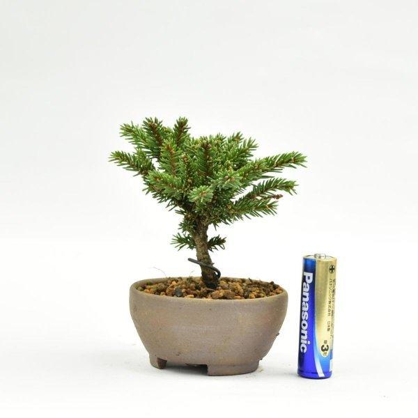 盆栽超ミニ盆栽八房蝦夷松 えぞまつ ミニ盆栽エゾマツbonsai販売