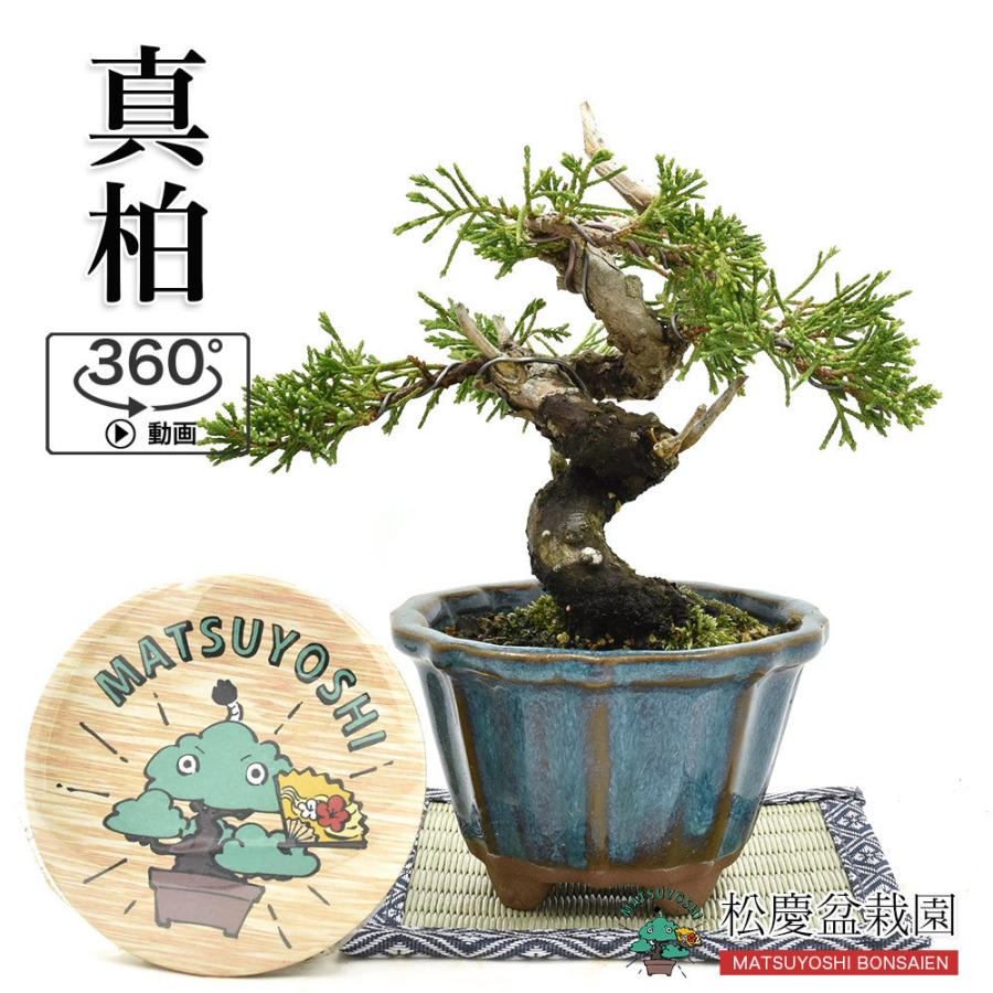 売り切れ必至 盆栽 ミニ盆栽 真柏 樹齢15年以上 かわいい ジン シャリ 現品 Bonsai 360動画 販売 21春夏新色