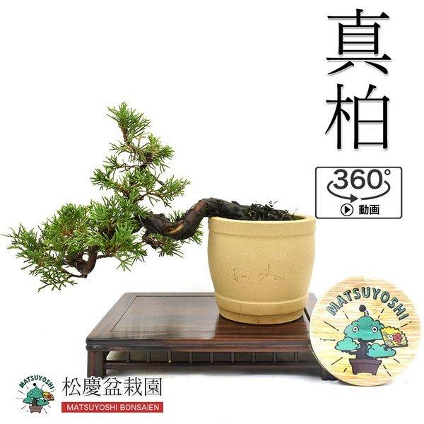 盆栽ミニ盆栽真柏小品盆栽bonsai販売 998 松慶盆栽園 ヤフー店 通販 Yahoo ショッピング