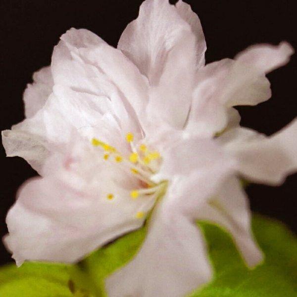 1周年記念イベントが 倍 ストア 誰でも 5 盆栽 桜苗 琳宝 さくらミニ盆栽 用苗 富士桜系 牡丹咲 Bonsai販売