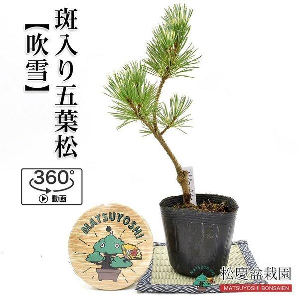 盆栽希少品 斑入り五葉松 吹雪 接ぎ木2年苗ミニ盆栽用苗木対応bonsai販売 Fubuki 2y 松慶盆栽園 ヤフー店 通販 Yahoo ショッピング