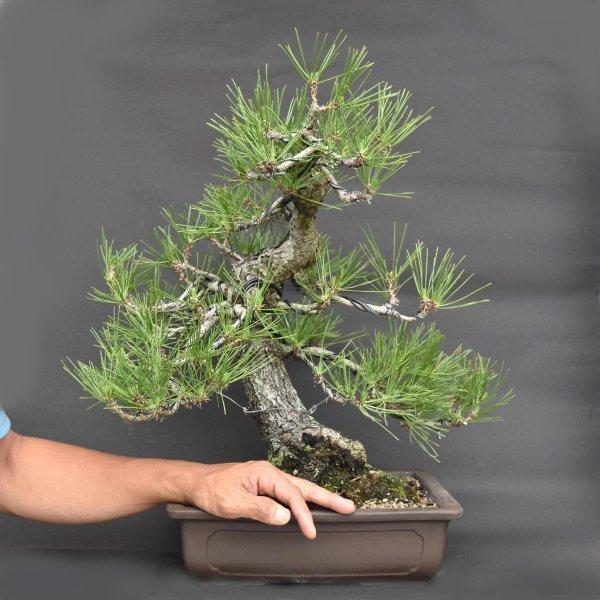 値引きする 盆栽 松 超お買い得品 黒松 大品盆栽 松 Bonsai 販売 50 Off Tv Creativetalentnetwork Com