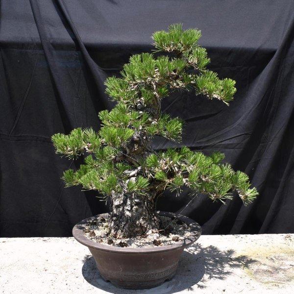 盆栽黒松大品盆栽松bonsai販売 Kuromatsu56 松慶盆栽園 ヤフー店 通販 Yahoo ショッピング
