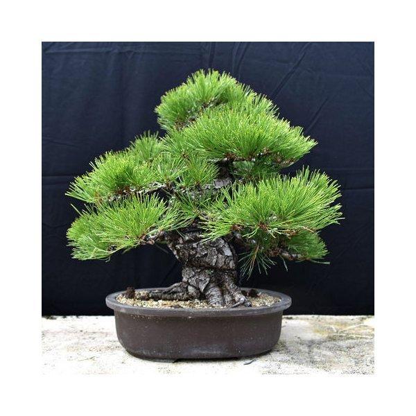 盆栽 松 盆栽 黒松 盆栽 苔玉 大品盆栽 松 Bonsai 販売 Kuromatsu59 松慶盆栽園 ヤフー店