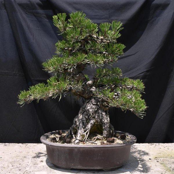 盆栽 黒松 大品盆栽 盆栽 苔玉 松 Bonsai 黒松 販売 松慶盆栽園 M 松慶盆栽園 ヤフー店