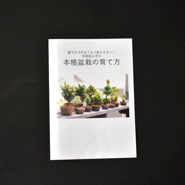 盆栽 黒松 大品盆栽 松 bonsai 販売 :m7103111:松慶盆栽園 ヤフー店 - 通販 - Yahoo!ショッピング