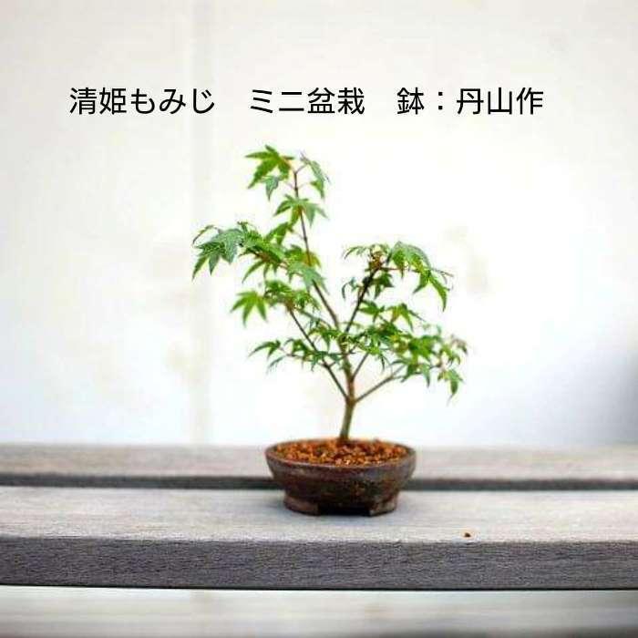 初心者向き盆栽道具セット盆栽５点セット