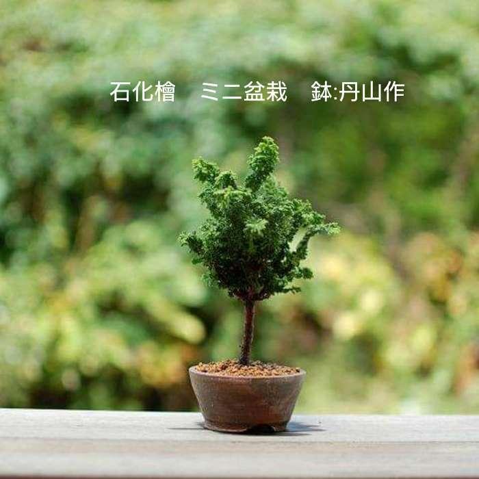 ミニ盆栽石化桧 ひのき 苗木素材丹山作盆栽鉢自分で作るミニ盆栽石化檜おしゃれな初心者セットbonsai Minobonsai01 松慶盆栽園 ヤフー店 通販 Yahoo ショッピング