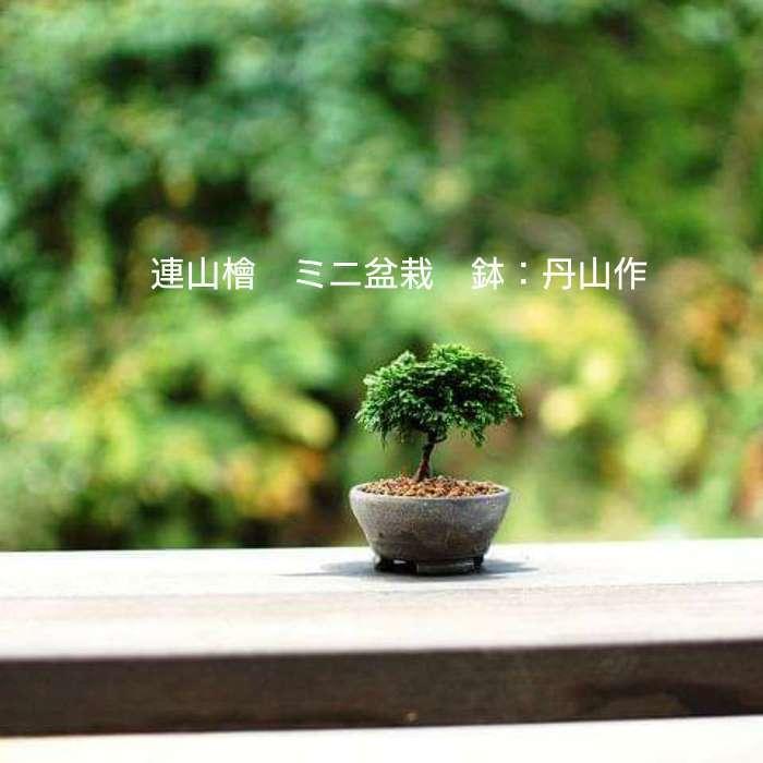 ミニ盆栽連山桧 ひのき 苗木素材盆栽鉢丹山作自分で作るミニ
