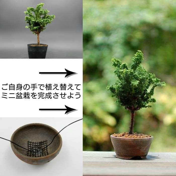 ミニ盆栽 糸魚川真柏 いといかわしんぱく 苗木素材丹山作盆栽 鉢真柏 シンパク 自分で作るミニ盆栽 おしゃれな初心者セット Bonsai Minobonsai06 松慶盆栽園 ヤフー店 通販 Yahoo ショッピング
