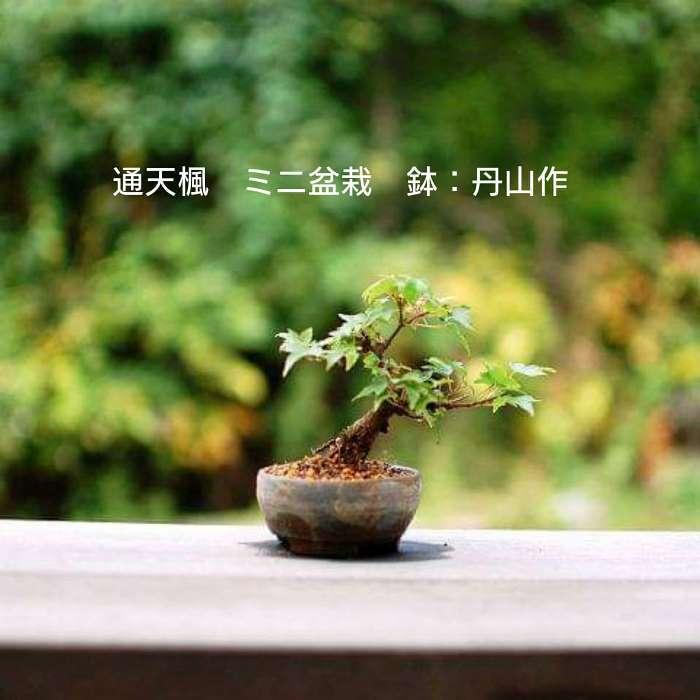 紅葉が美しいミニ盆栽通天楓 かえで 苗木素材丹山作盆栽鉢自分で作るミニ盆栽おしゃれな初心者セットbonsai盆栽道具 Minobonsai10 松慶 盆栽園 ヤフー店 通販 Yahoo ショッピング