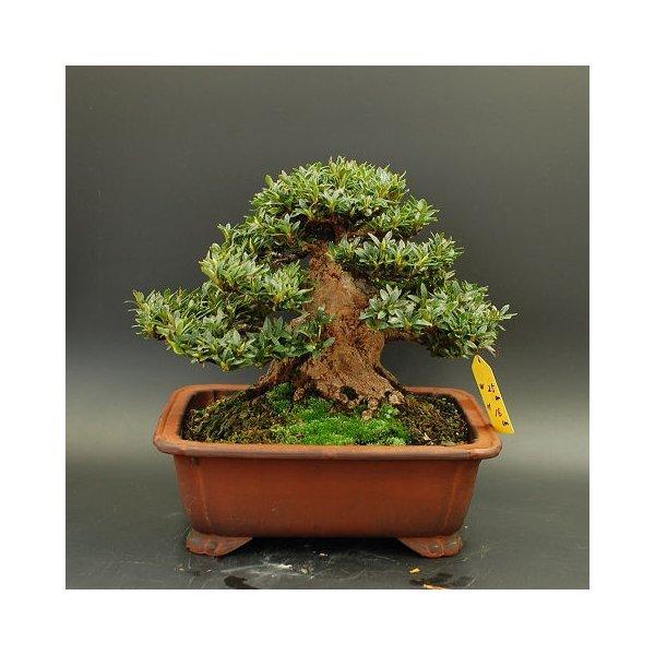 盆栽 皐月 さつき 白琳貴風盆栽 サツキツツジ小品盆栽 現品 Bonsai販売 Satsuki06 松慶盆栽園 ヤフー店 通販 Yahoo ショッピング