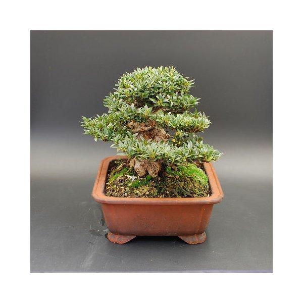 盆栽皐月 さつき 白琳貴風盆栽サツキツツジ小品盆栽現品bonsai販売 Satsuki06 松慶盆栽園 ヤフー店 通販 Yahoo ショッピング