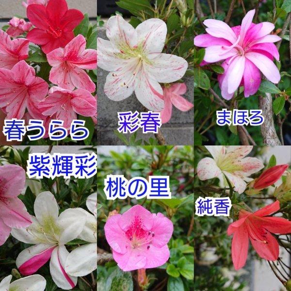 盆栽 皐月 さつき 選べる盆栽用苗木 花紅 春うらら まほろ 桃の里 彩春 紫輝彩 純香 サツキツツジ Bonsai 販売 Satsuki12 松慶 盆栽園 ヤフー店 通販 Yahoo ショッピング