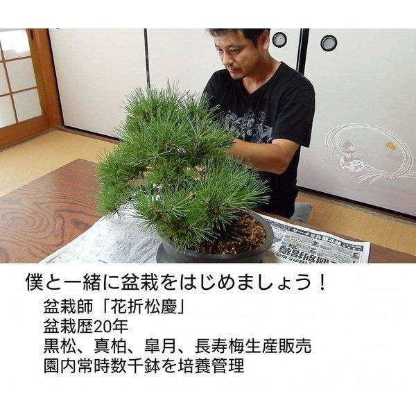 ミニ盆栽 初心者植え替えセット 鉢無し 針金 メッシュ 肥料ケース 肥料 土 Bonsai 盆栽道具 Uekaeset5 松慶盆栽園 ヤフー店 通販 Yahoo ショッピング