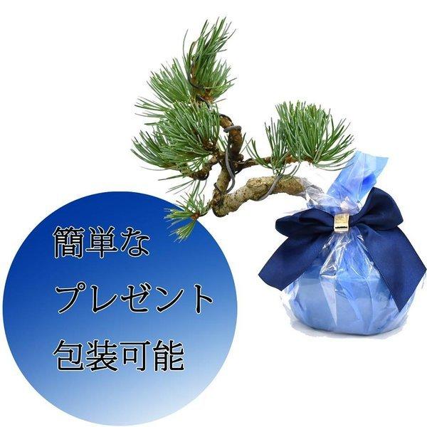 ミニ盆栽 初心者植え替えセット 鉢無し 針金 メッシュ 肥料ケース 肥料 土 Bonsai 盆栽道具 Uekaeset5 松慶盆栽園 ヤフー店 通販 Yahoo ショッピング