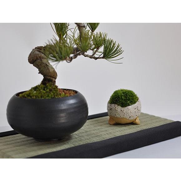 ミニ畳 長方形 敷物 29cm×15cm 盆栽や鉢植えを室内に飾るなら : 盆栽妙
