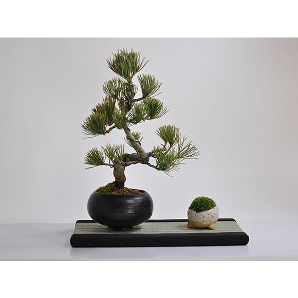 盆栽敷き　国産畳表使用 畳　展示用　インテリア 盆栽 ミニ畳 長方形 敷物 29cm×15cm 盆栽や鉢植えを室内に飾るなら : 盆栽妙