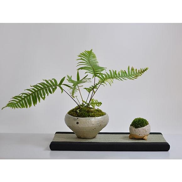 ミニ畳 長方形 敷物 29cm×15cm 盆栽や鉢植えを室内に飾るなら : 盆栽妙