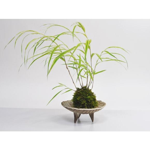 苔皿 高足付浅鉢穴なし 苔玉皿 幅13cm〜14cm×高さ6cm 高足付浅鉢