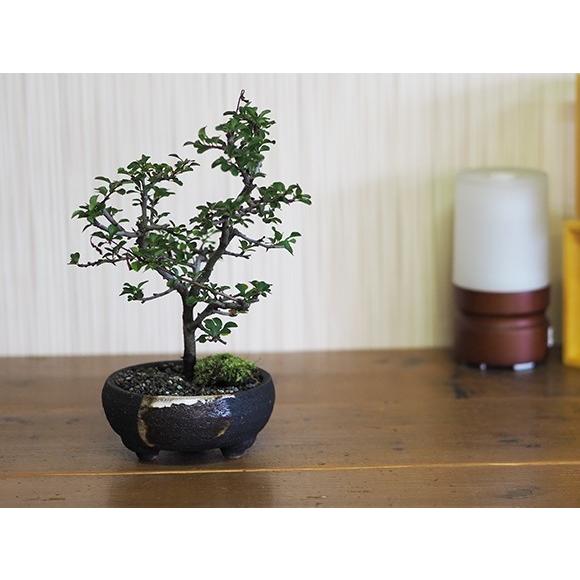 盆栽鉢 4号 藤久 手造り鉢 浅型 : 盆栽妙 ヤフー店 - 通販 - Yahoo