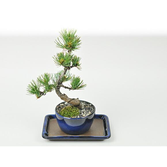 盆栽鉢 受け皿 万古焼 生子 5号 長角受皿 幅16cm×奥行12cm×高さ1.5cm |  | 05