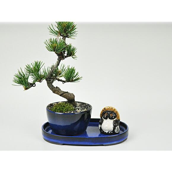 盆栽鉢 受け皿 万古焼 小判水石 生子 6号 幅18.5cm×奥行12.2cm×高さ2cm