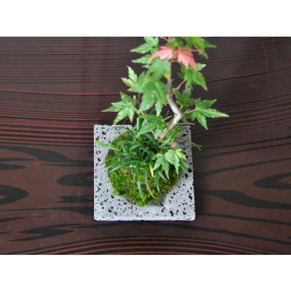 盆栽 敷物 溶岩石の苔玉置き 小 13cm 花台 横約13cm 縦約13cm 厚さ約