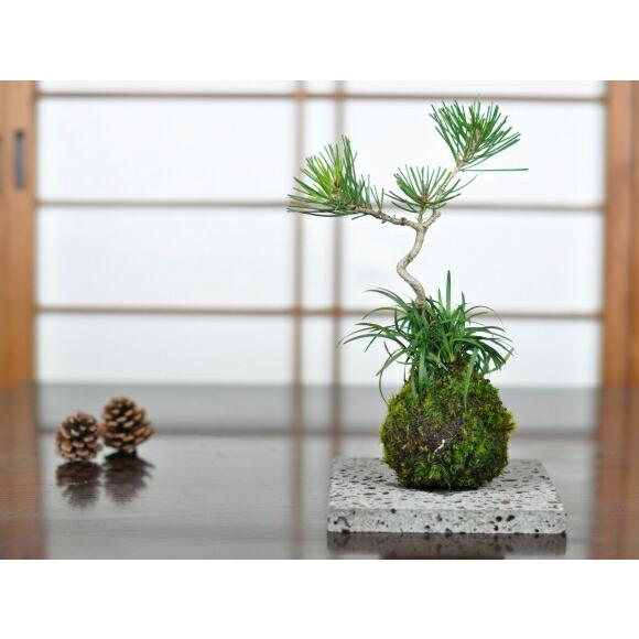 盆栽 敷物 溶岩石の苔玉置き 大 16cm 花台 横約16cm 縦約16cm 厚さ約