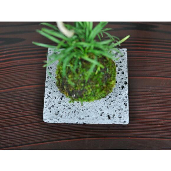 盆栽 敷物 溶岩石の苔玉置き 大 16cm 花台 横約16cm 縦約16cm 厚さ約
