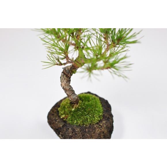 黒松　石付き 黒松　石付きの盆栽 ギフト 盆栽 開店 お祝い 退職 ラッピング  父の日 敬老の日 誕生日 |  | 01